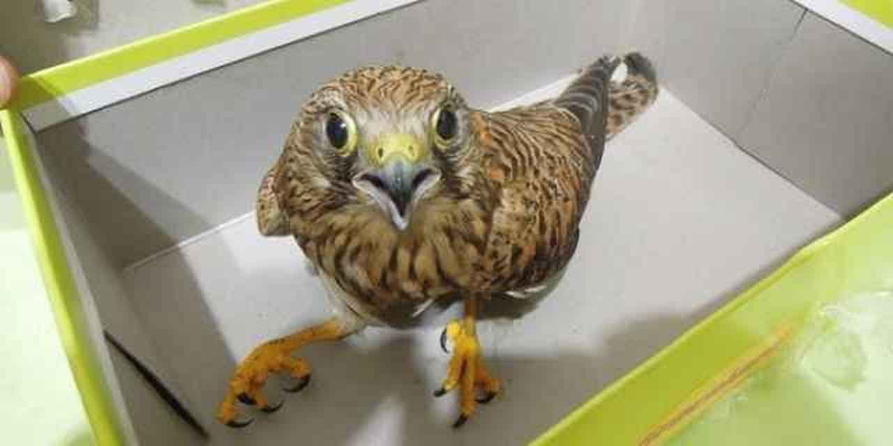 Yaralı atmacaya ilk müdahale yapıldı