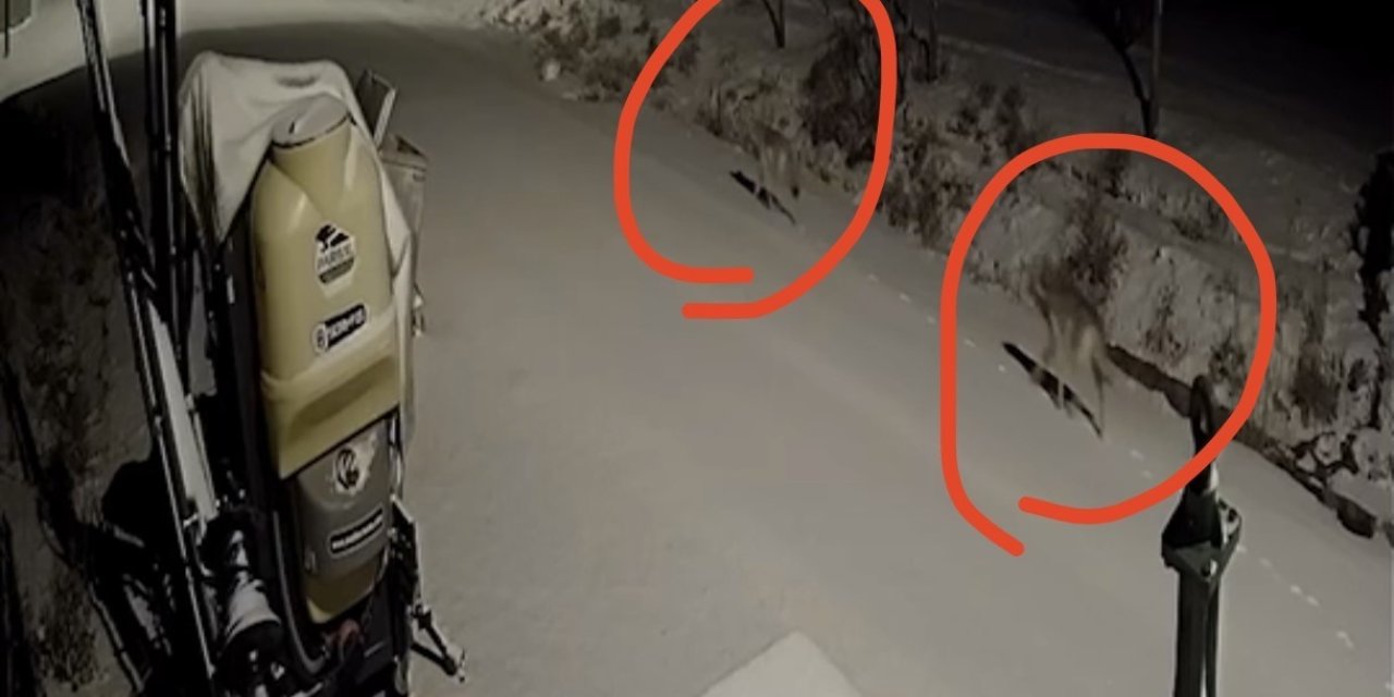 Kırşehir’de aç kalan kurtlar köye indi