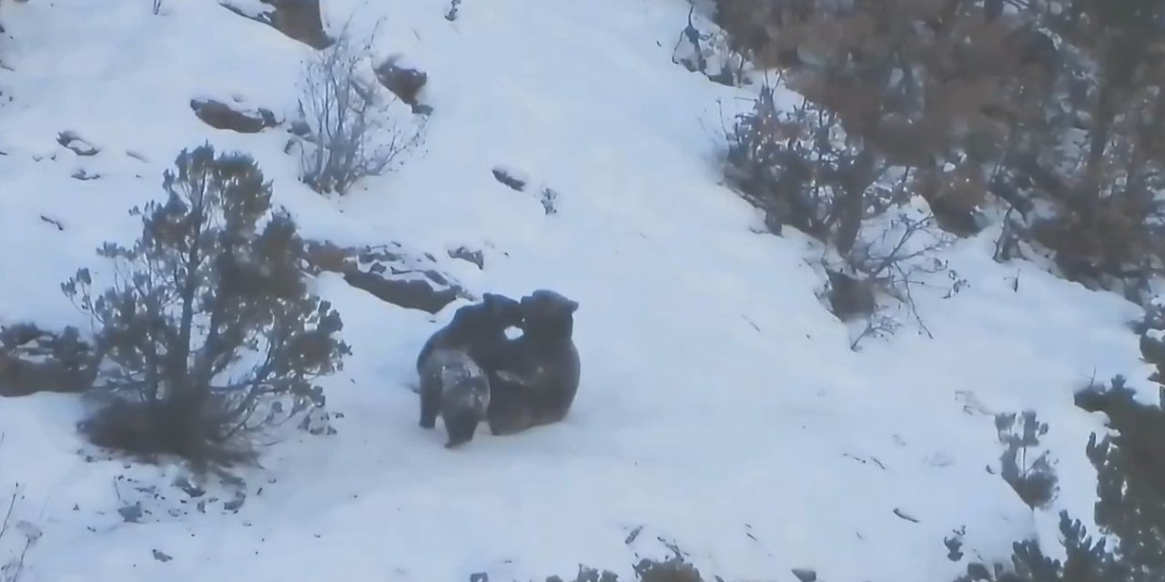 Anne ayının yavruları ile kar üzerinde oyunu fotokapana yansıdı