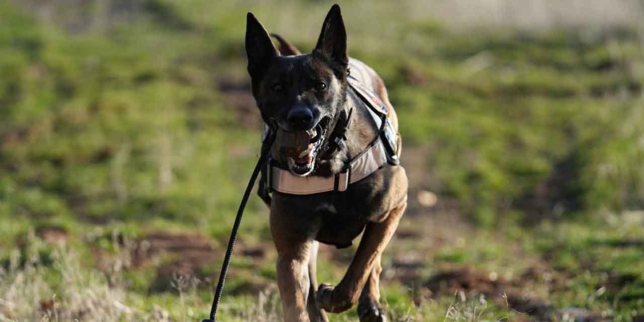 Onlar uyuşturucu tacirlerinin korkulu rüyası!