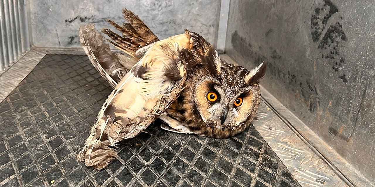 Hacılar Kasabasında kulaklı orman baykuşu bulundu