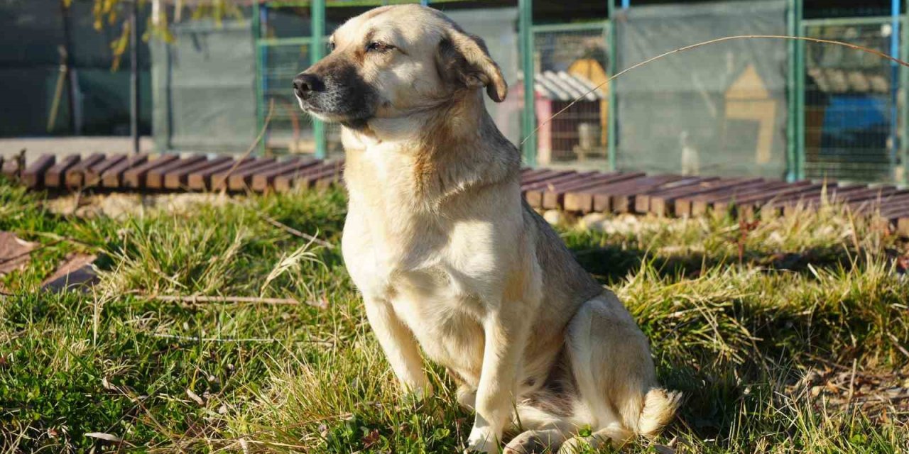 Kırıkkale'de bunu yapana büyük ceza!