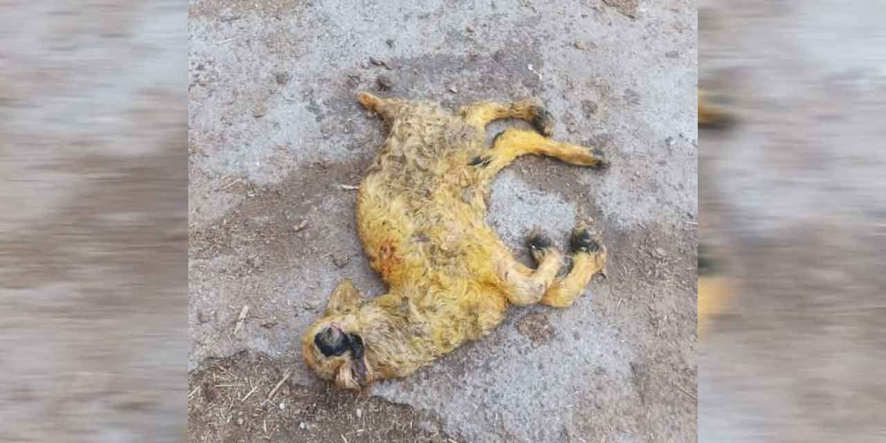 Üç kulaklı, tek gözlü ve ters ayaklı doğan kuzu görenleri hayrete düşürdü