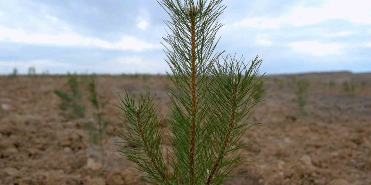 Şehir peyzajlarına Bakanlık standardı geliyor