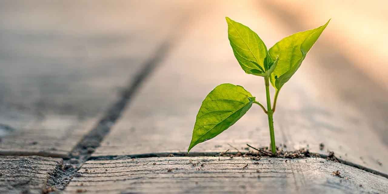 Yeşil dönüşüme yeşil çimento adımı