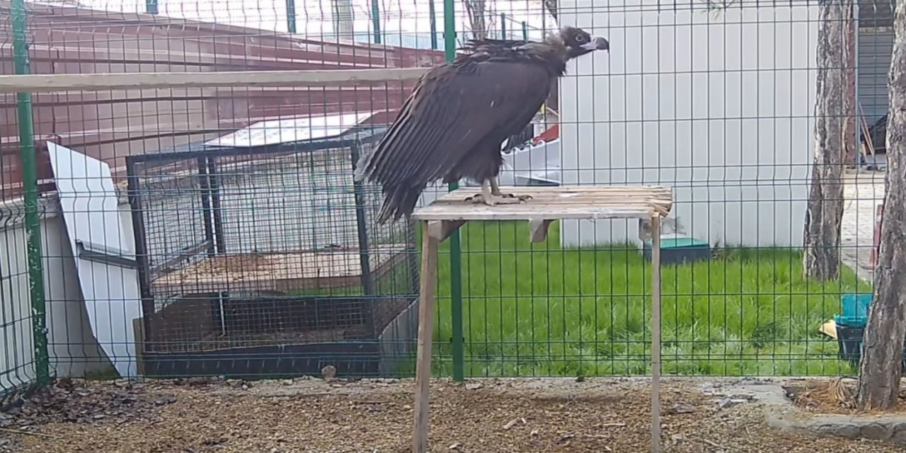 Yaralı bulunan Akbaba tedavi ediliyor!