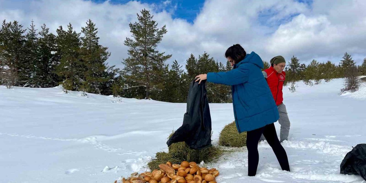 Ilgaz Dağı’nda yayvanlar için yiyecek bırakıldı