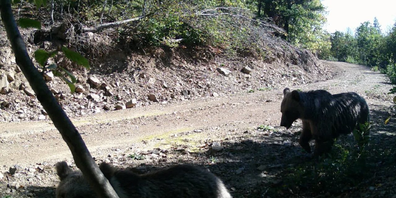 Ormanda gezen ayı kendisini görüntüleyen fotokapanı sökmeye çalıştı