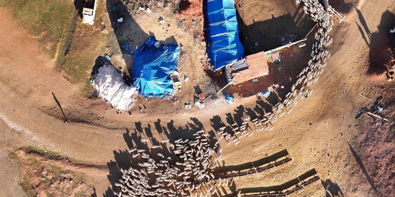 Süt kuzularının anneleriyle buluşma anı dron ile görüntülendi