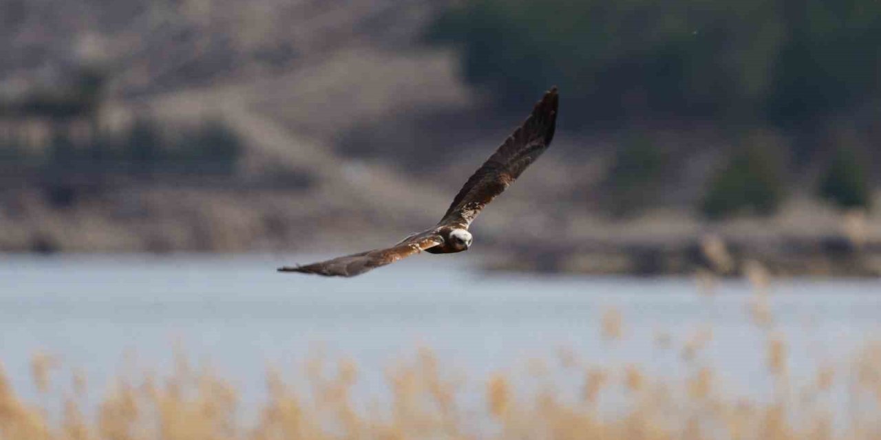 Yırtıcı kuş ’saz delicesi’ sulak alanlarda doğal yaşamını sürdürüyor