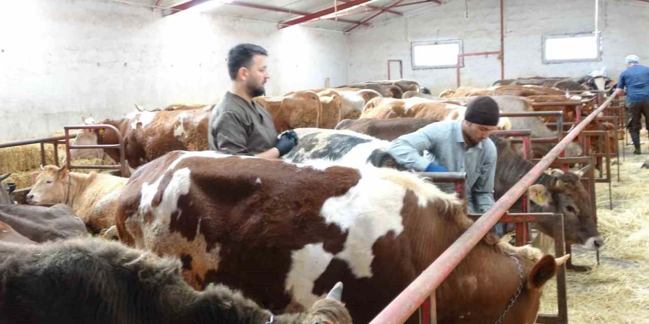 Şap aşısı yaptırmayan üreticiye 105 bin TL ceza uygulanacak