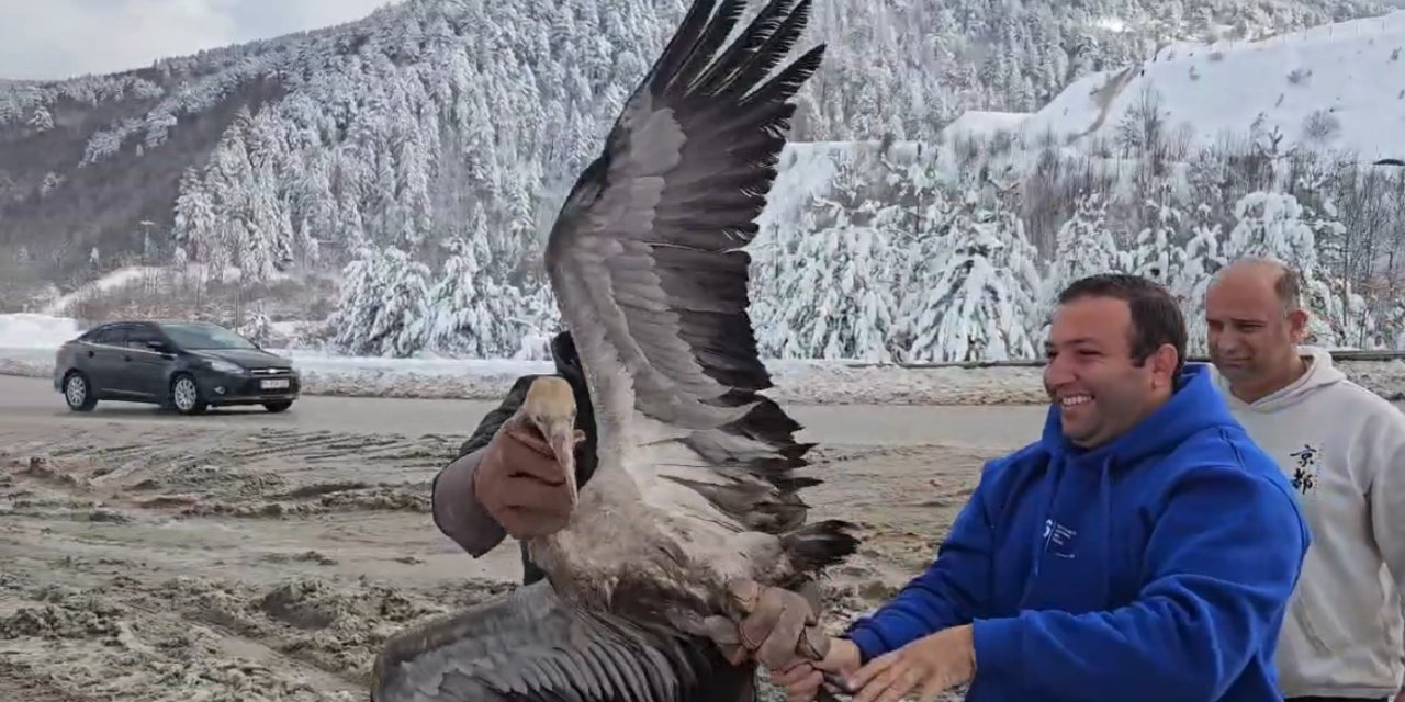 Kastamonu’da tedavi edilen turna doğaya salındı