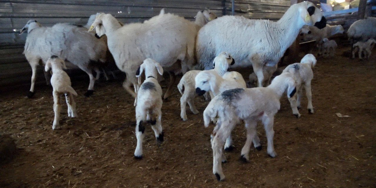 Yozgat’ta yılın ilk kuzuları dünyaya gelmeye başladı