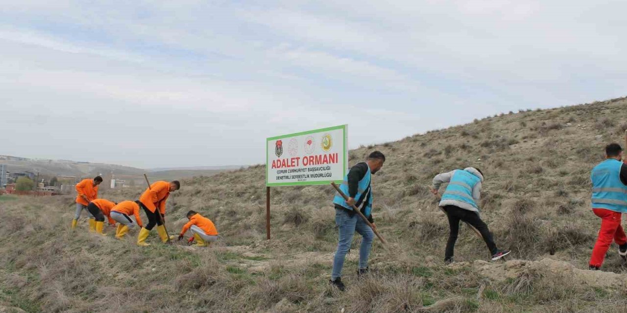 Çorum’da hükümlüler 2 bin fidan dikimi ve 5 bin fidanın bakımını gerçekleştirecek