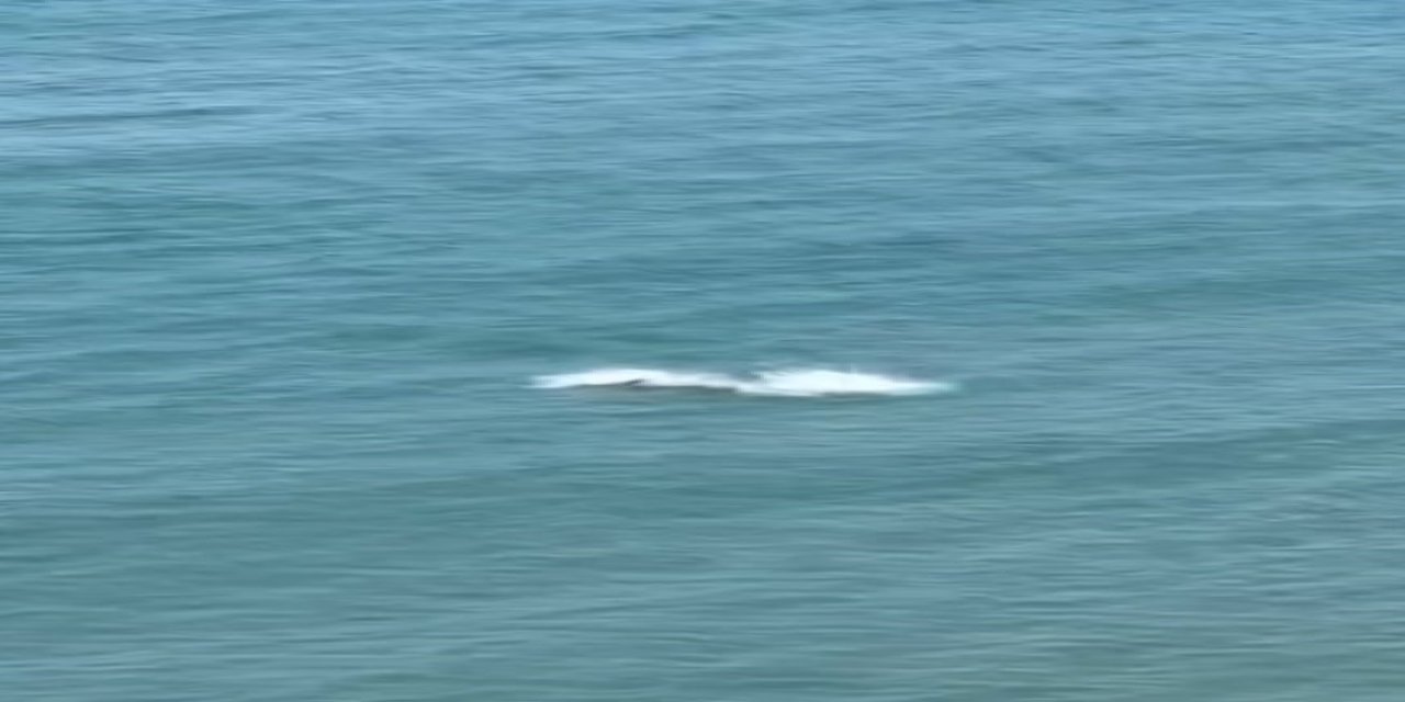 Kastamonu’da yunus balıklarından görsel şölen