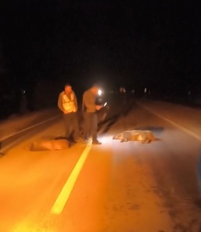 Çankırı’da aynı fabrikaya ait ikinci otobüs kazası: Bu kez domuz sürüsüne çarptı