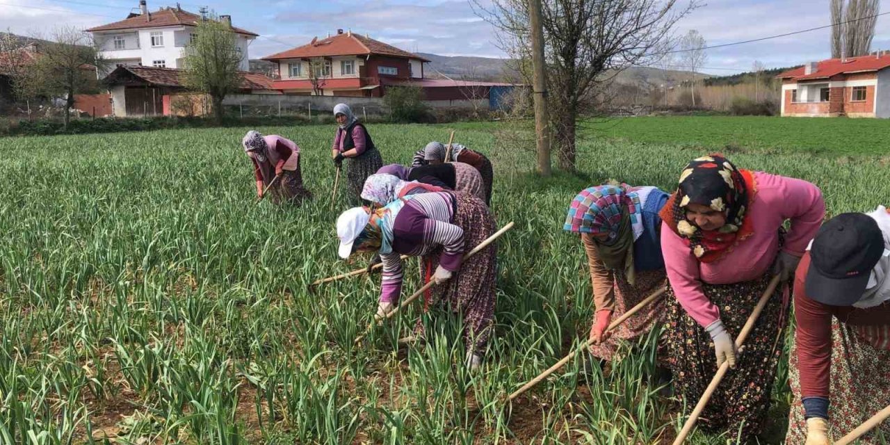 Dünyaca ünlü Taşköprü sarımsağının çapalama dönemi başladı