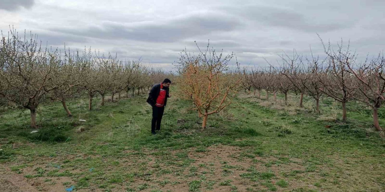 Yozgat’ta zirai don, üreticileri zarara uğrattı