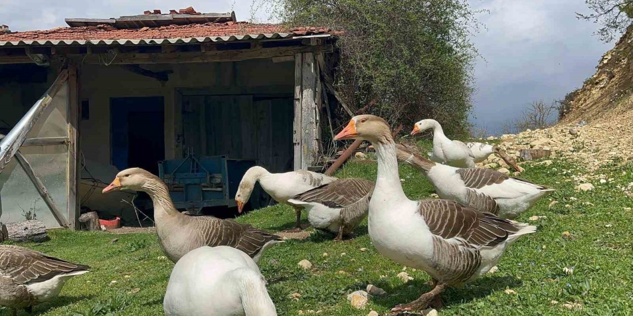 Kaz yumurtası büyük ilgi görüyor