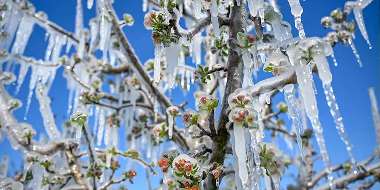 Özaydın: “Zirai don değil, yönetimsizlik üşüttü!”