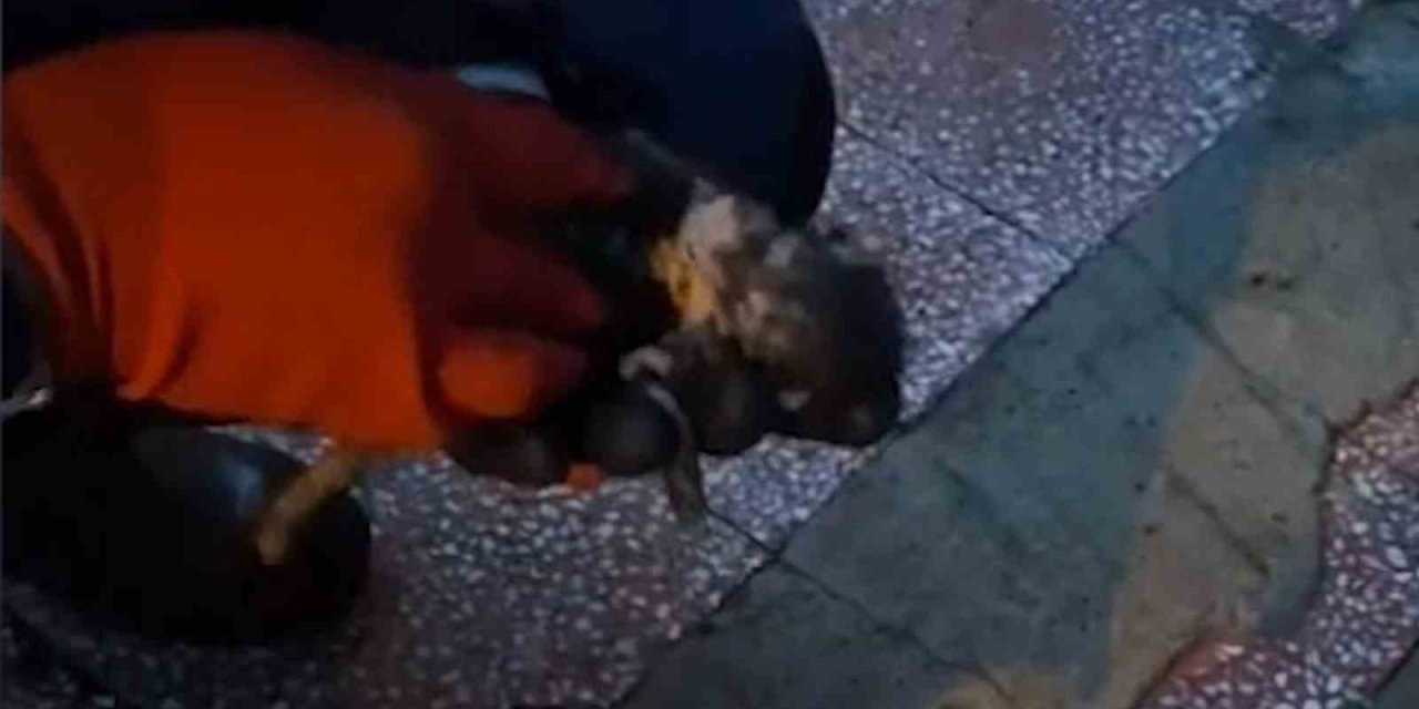 Yavru kedi sele kapıldı! İtfaiyeden hayat kurtarma mücadelesi