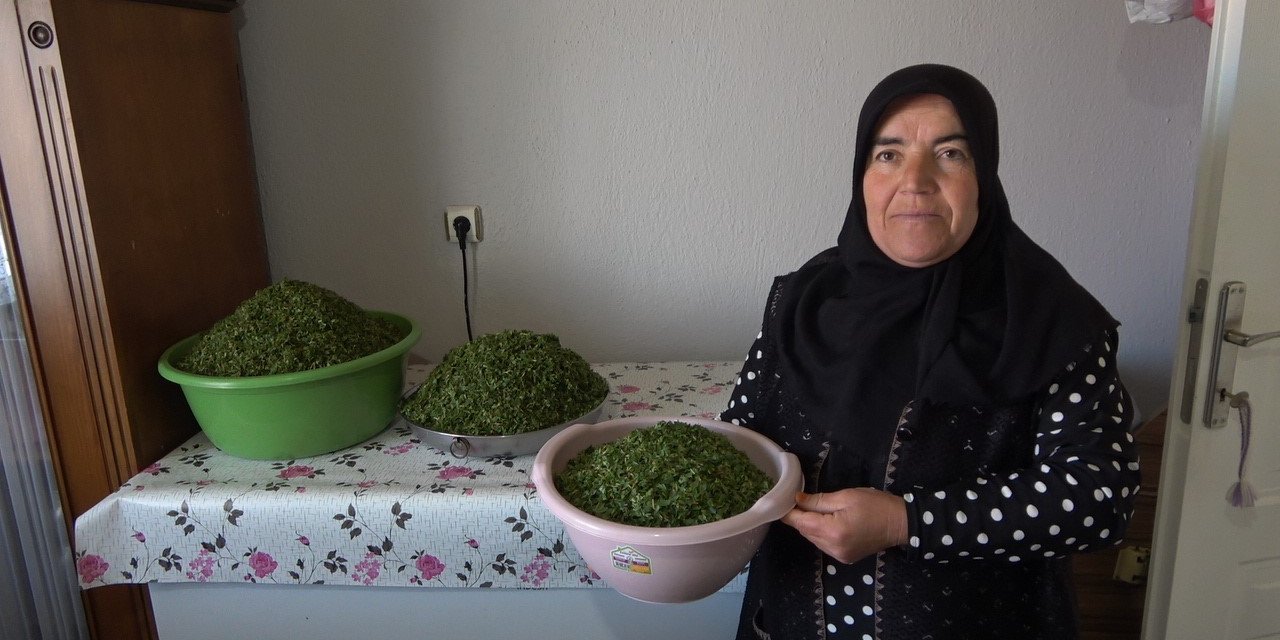 İç Anadolu’nun lezzeti madımak sofralarda yerini aldı