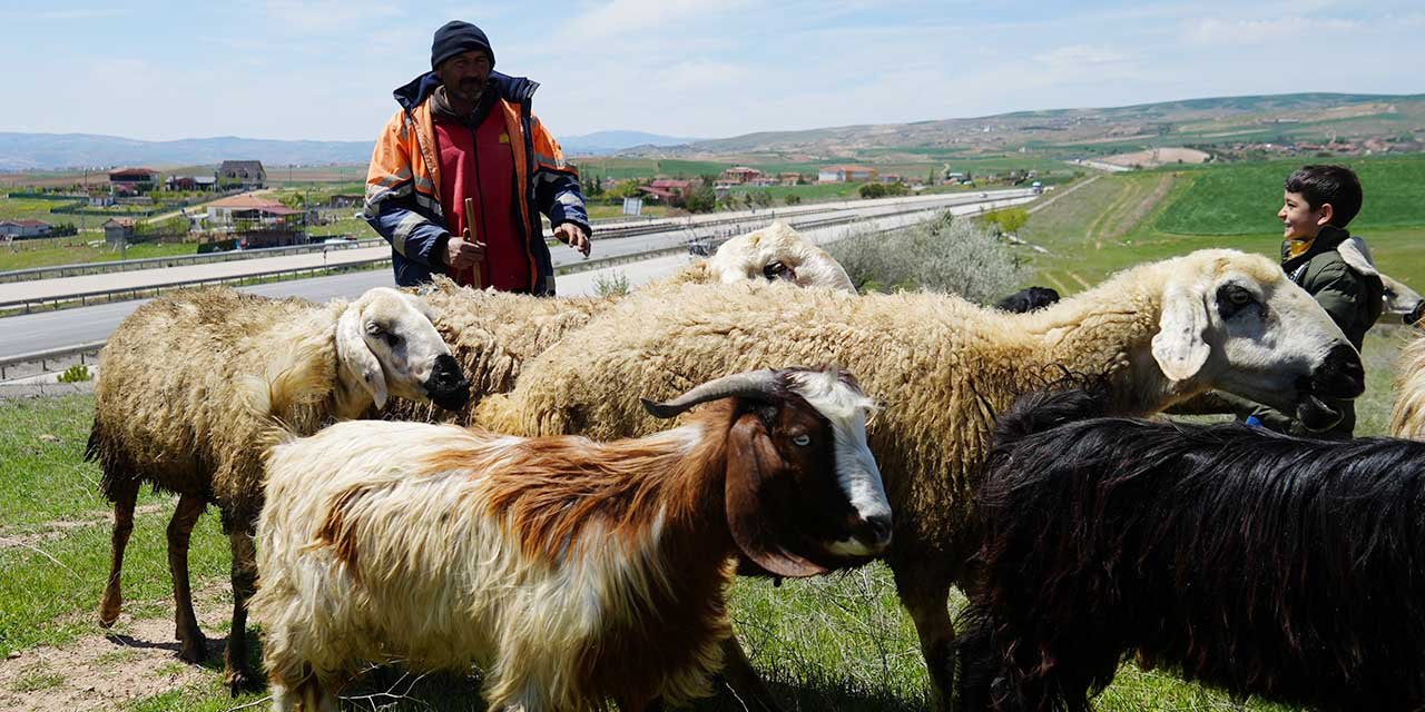 Küçükbaş hayvanların peşinde geçen ömür