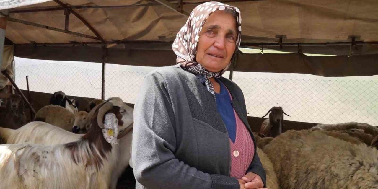 Koyun sürüsüne kurtlar saldırdı!