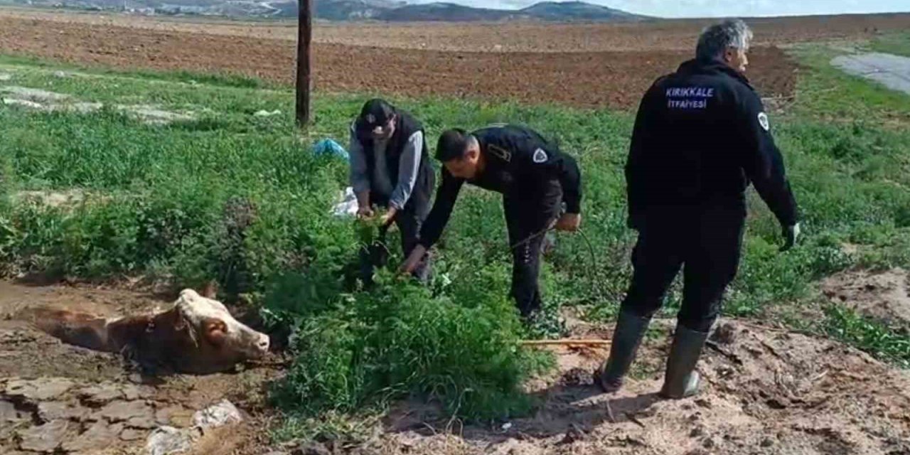 Kırıkkale’de bataklığa saplanan ineği itfaiye kurtardı
