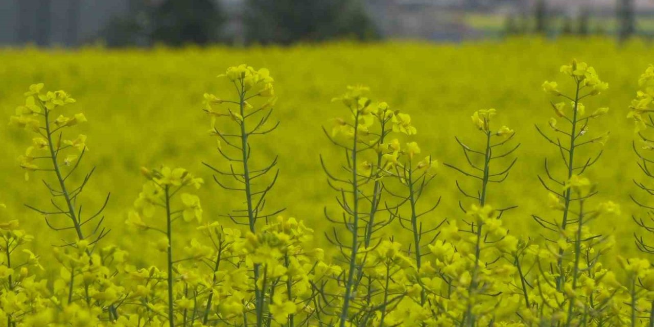 Ankara’da çiçek açan kanola tarlaları sarıya boyadı