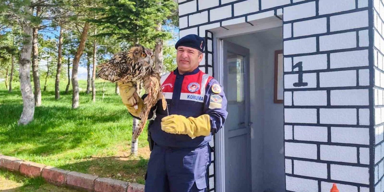 Yaralı puhu kuşu tedavi altına alındı