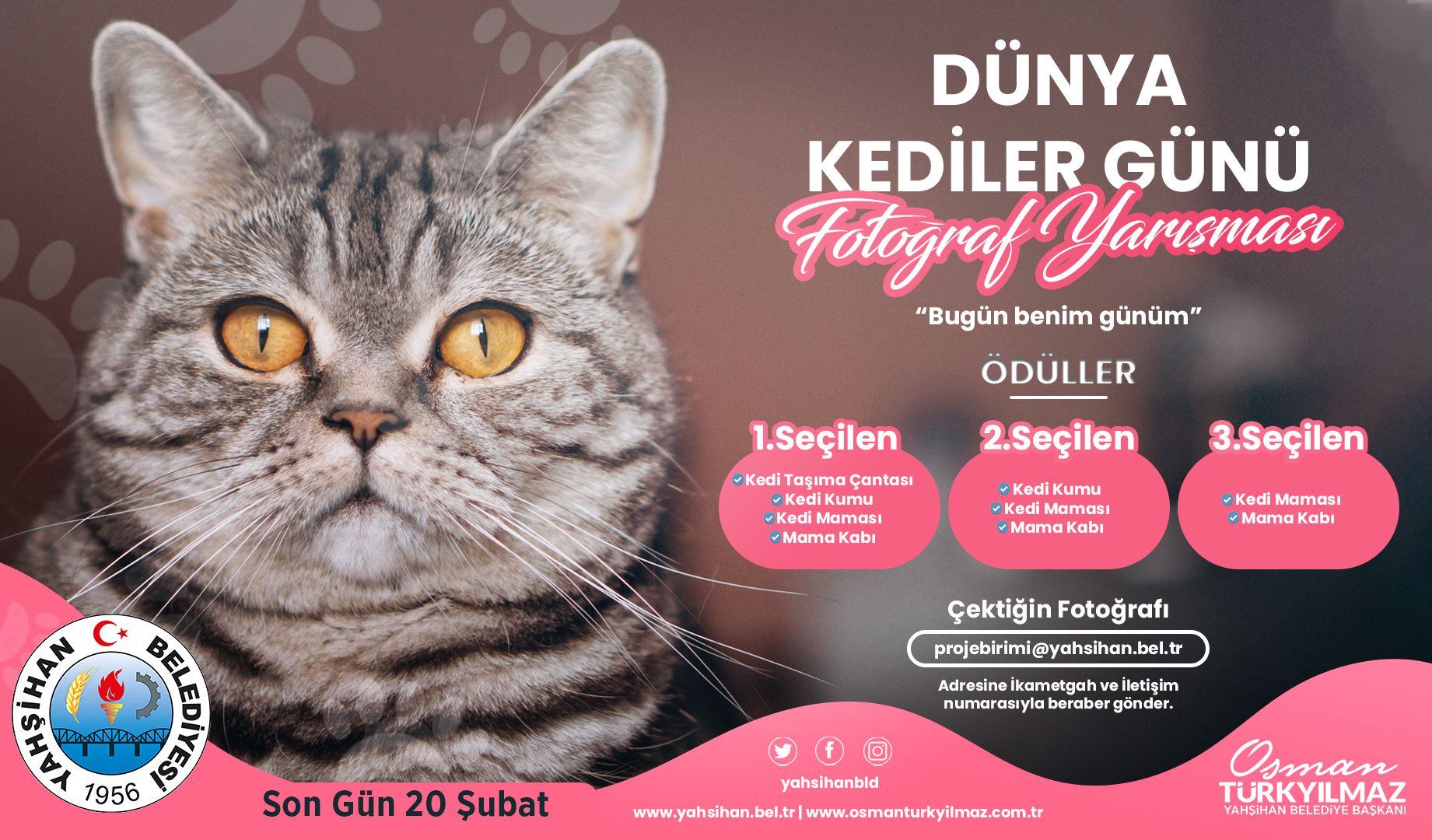 Yahşihan’da en güzel kedi yarışması