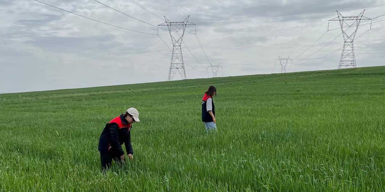 Buğday tarlalarında süne mücadelesi