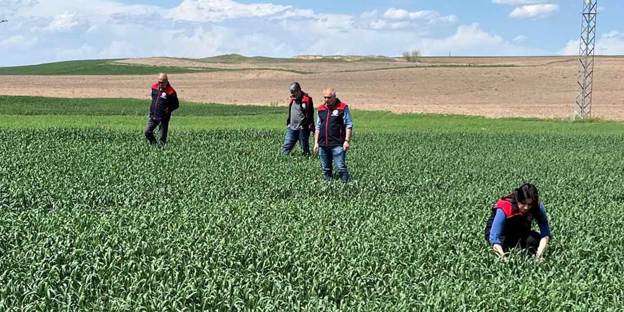 Tarlalarla süneyle mücadele