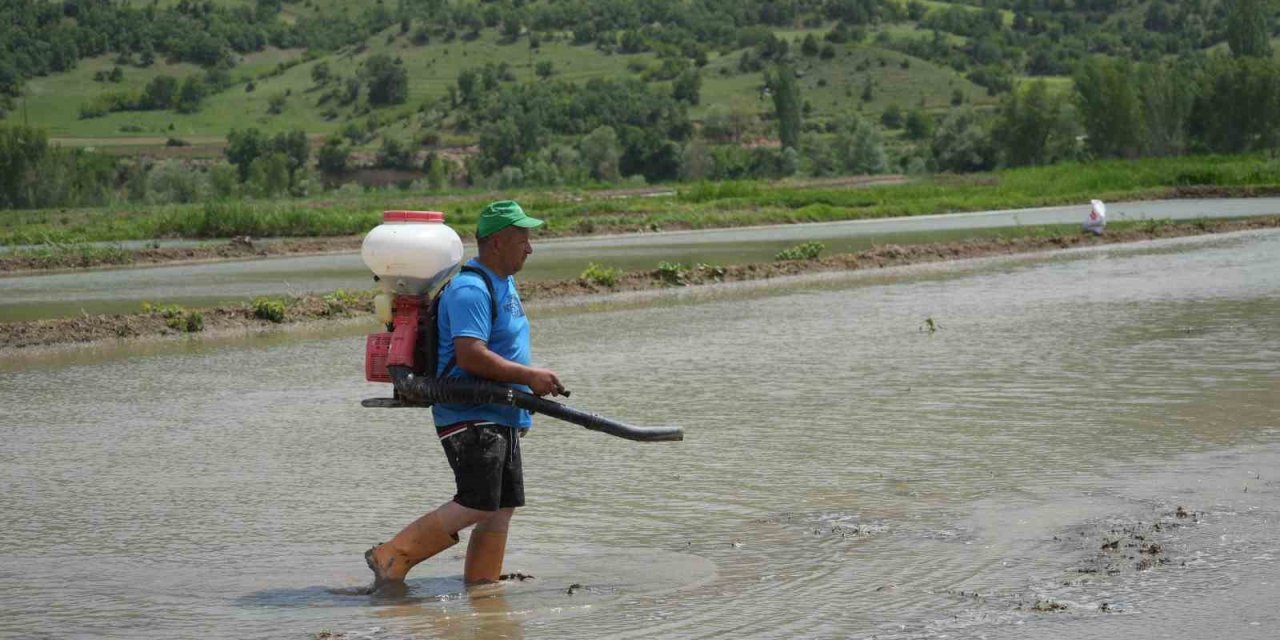 Çiftçilerin zorlu çeltik mesaisi: Dize ulaşan suyun içinde ekim yapıyorlar