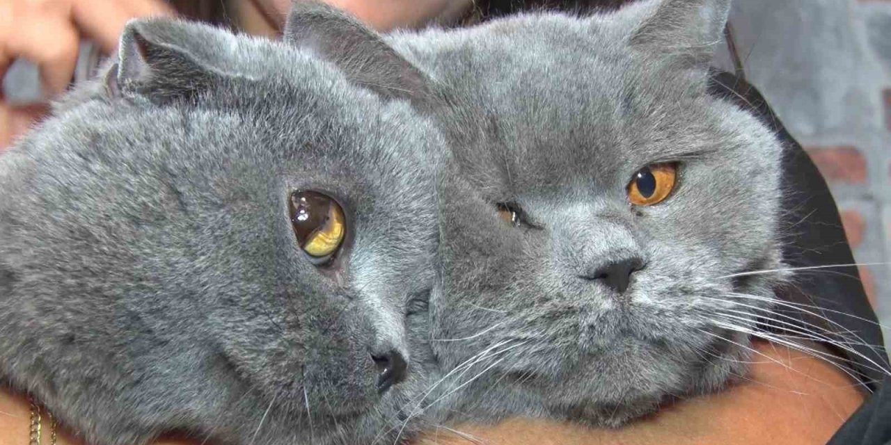 Travmatik geçmişleri olan kediler sosyalleşiyor