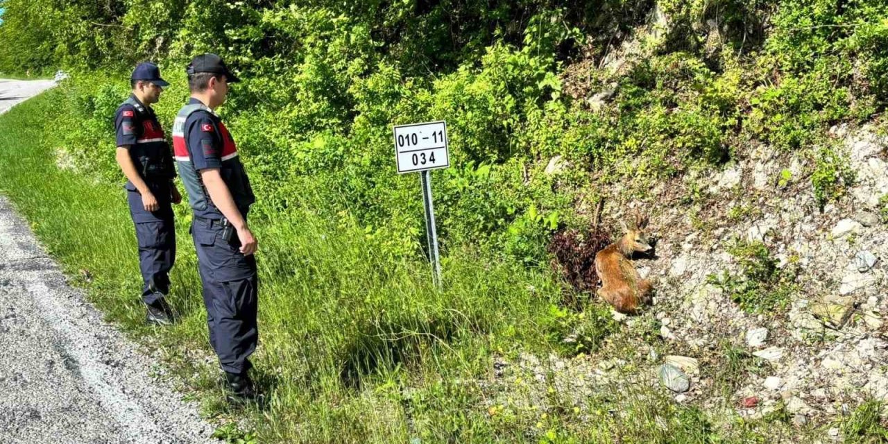 Kastamonu’da yaralı halde bulunan karacalar tedavi altına alındı