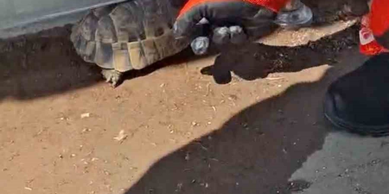 Kırıkkale’de cam korkuluk ile zemin arasına sıkışan kaplumbağayı itfaiye kurtardı