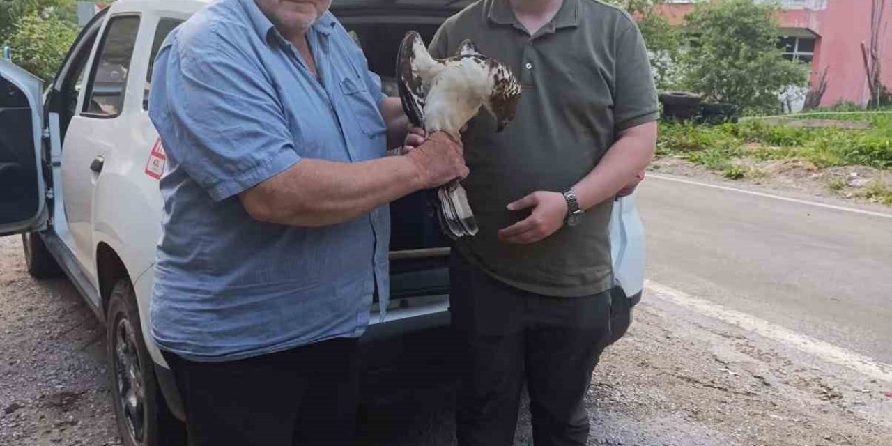 Kastamonu’da yaralı halde bulunan şahin, tedavi altına alındı