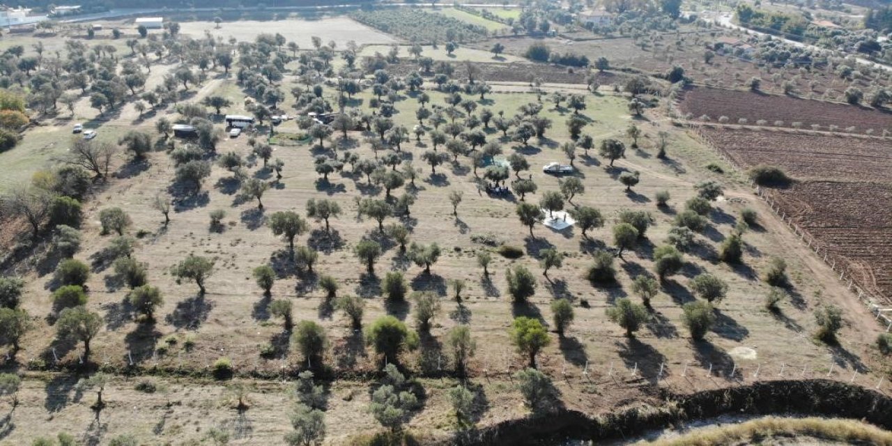 "Zeytinlikler zarar görmeden taşınabilir"