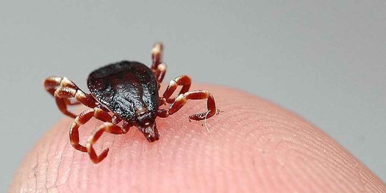 Kene ısırığı yine can aldı!