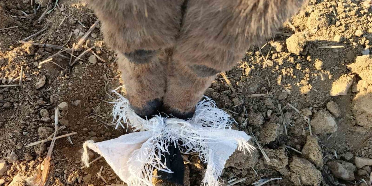 Kafasında çuval bulunan eşeği çoban kurtardı