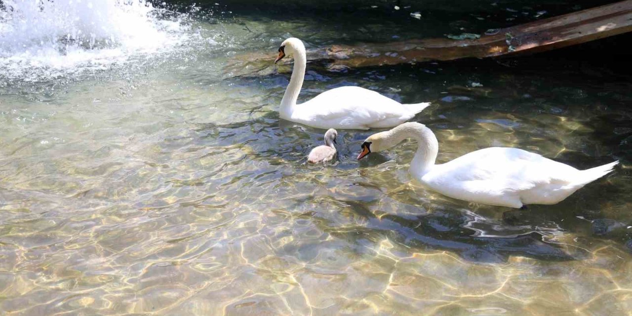 Başkent’in simgesi Kuğulu Park’tan sevindirici haber: 15 yıl sonra ilk kez beyaz kuğu doğdu