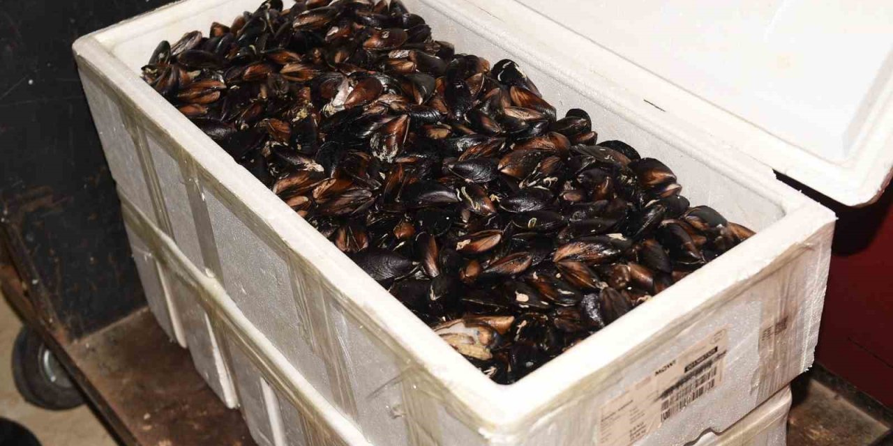Kastamonu’da 45 kilogram sağlıksız midye ele geçirildi