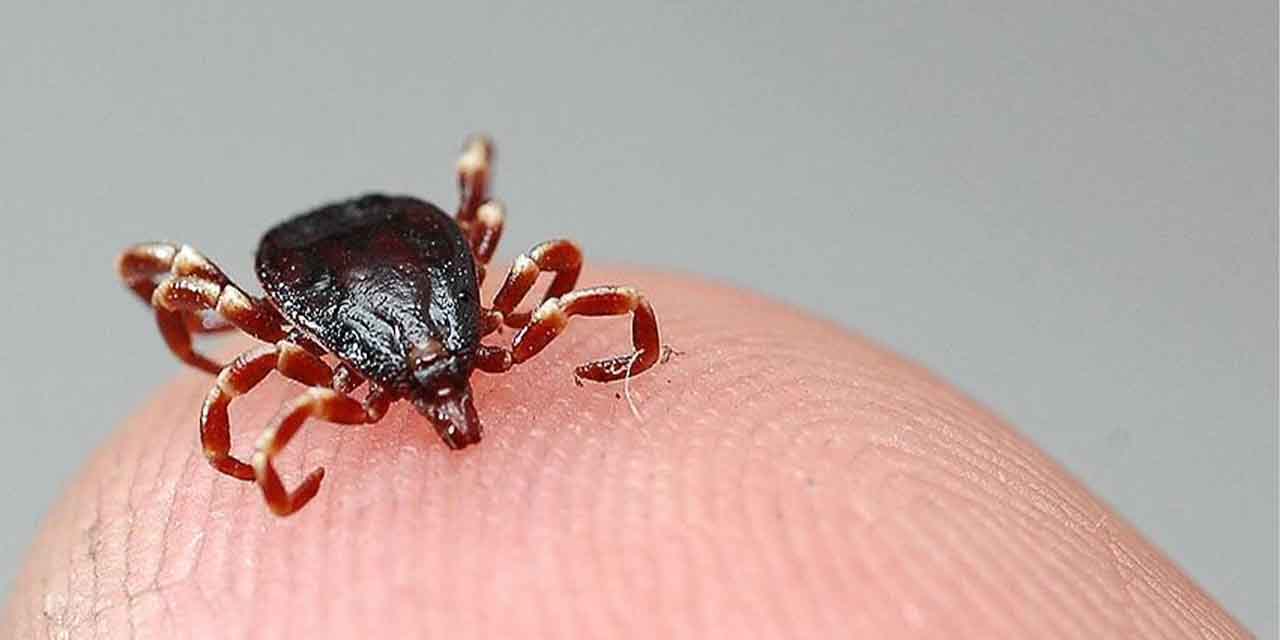Uzmanlardan kene uyarısı!