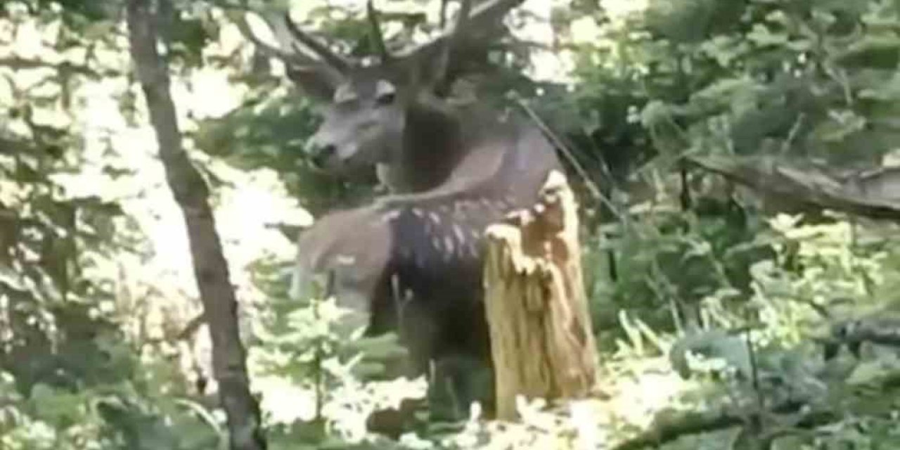 Kastamonu’da benekli kızıl geyik görüntülendi
