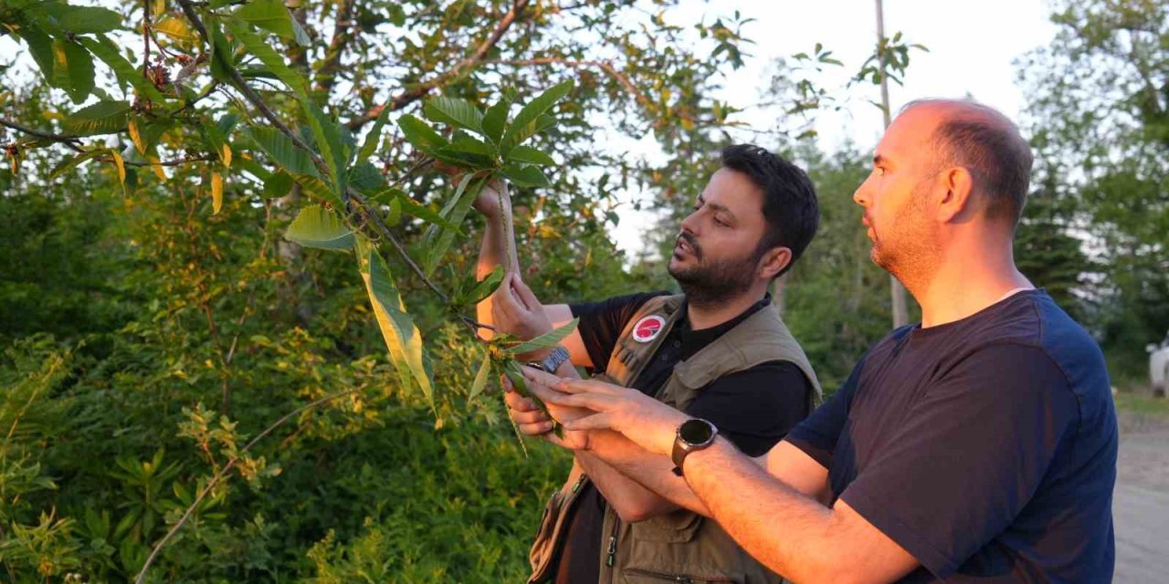 Kestane ağaçlarını kurutan gal arısıyla mücadele sürüyor: Kestane balında verimin artması bekleniyor
