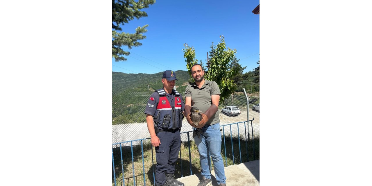 Kastamonu’da yaralı halde bulunan karabatak ve karga yeniden doğaya salındı