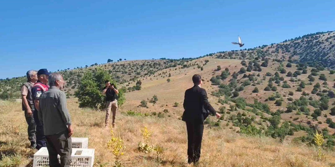 Aydıncık’ta 225 adet keklik doğaya salındı