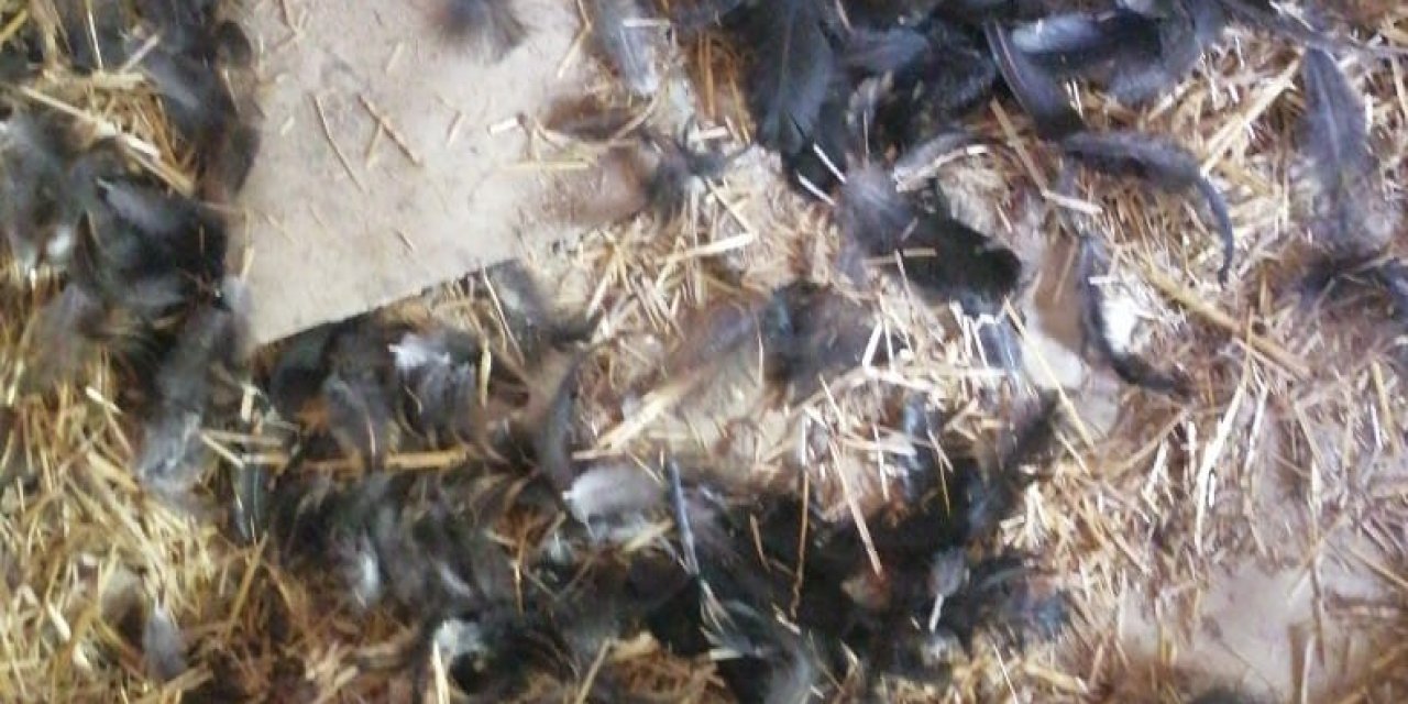 Başıboş köpekler, girdikleri kümeste 22 tavuğu telef etti